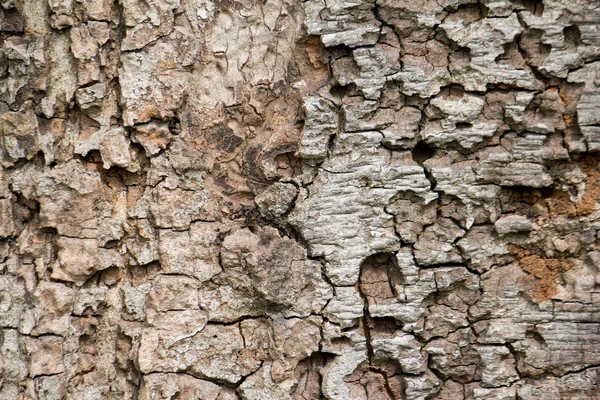 Old wooden background — Stock Photo, Image