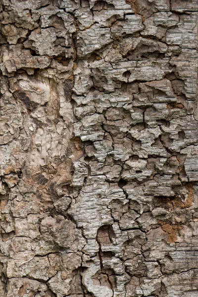 Old wooden background — Stock Photo, Image