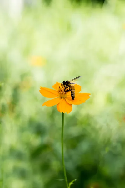 Bee in bloei Stockfoto