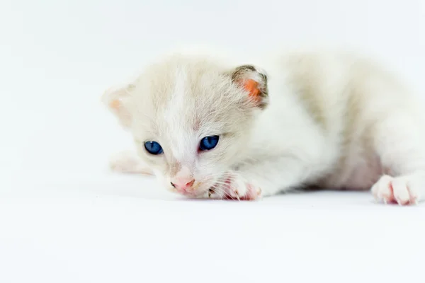 子猫かわいい赤ちゃん — ストック写真