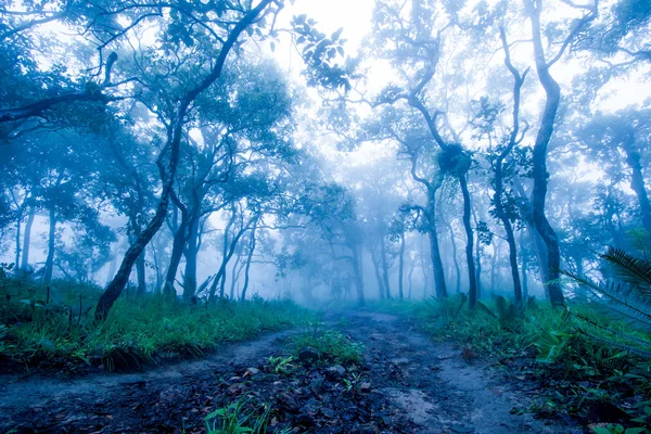 tropikal ormanlarda Tayland yollar