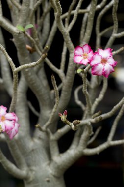 adenium çiçeği Impala lily