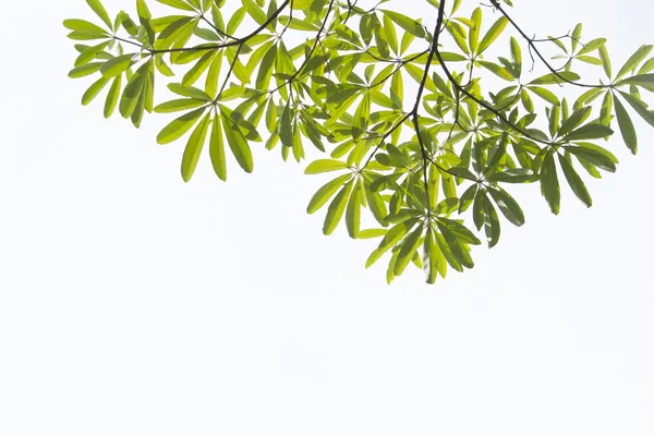 Hojas verdes — Foto de Stock