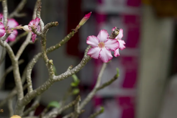 Adenium Blossom Impala Lily — Stockfoto