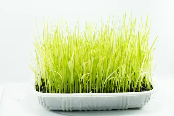 Grass in flowerpot — Stock Photo, Image