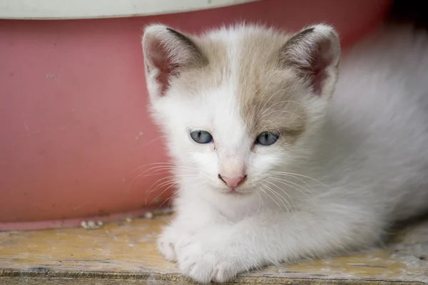 Küçük bebek kedi — Stok fotoğraf