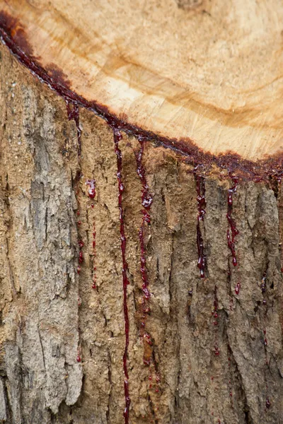 Látex da árvore é o sangue vermelho Fotografia De Stock