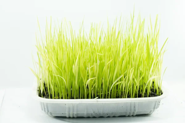 Grass in flowerpot Stock Photo
