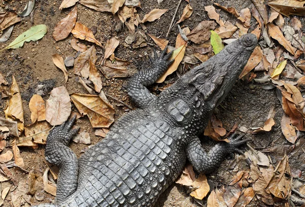 Крокодилы из природы на ферме — стоковое фото