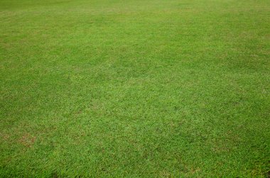 Siam yeşil çim arka plan