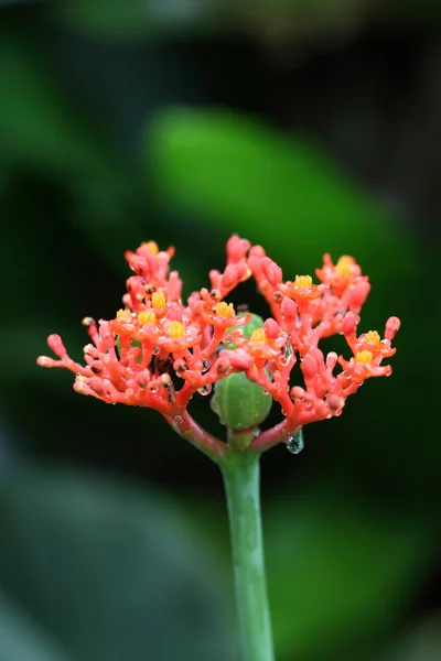 Красный цветок с каплей воды — стоковое фото