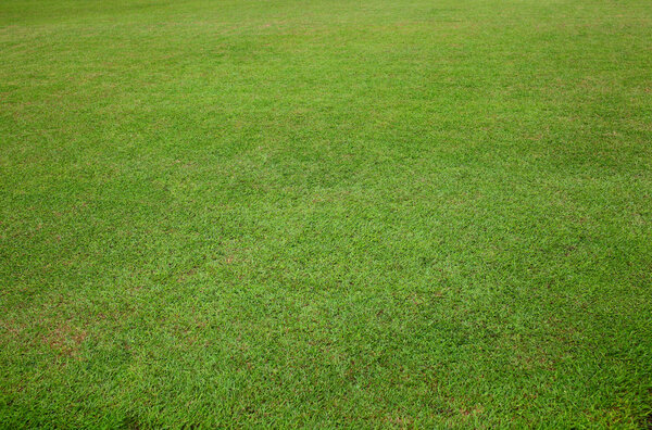 Siam green grass background