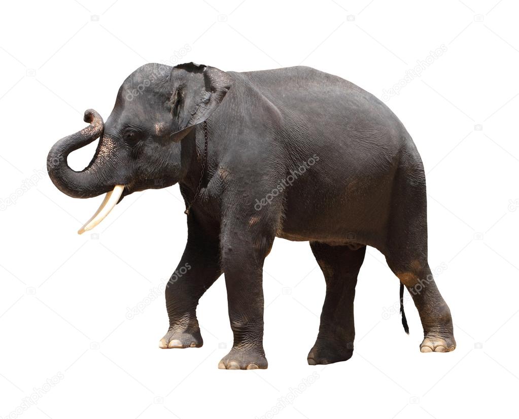 Asia Thai elephant isolated