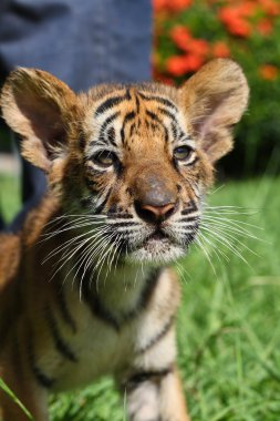 Kaplan fincan kapatmak