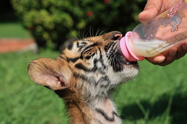 Тигровый детёныш ест молоко — стоковое фото