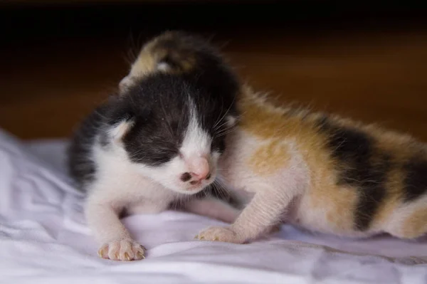 Kätzchen Katze Süße Tier Haustier — Stockfoto