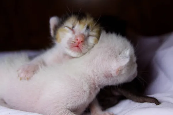 Gatinho Gato Animal Bonito Pet — Fotografia de Stock