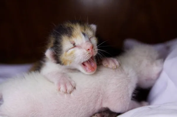 Kitten Cat Cute Animal Pet — Stock Photo, Image