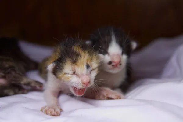 Gattino Gatto Simpatico Animale Domestico — Foto Stock