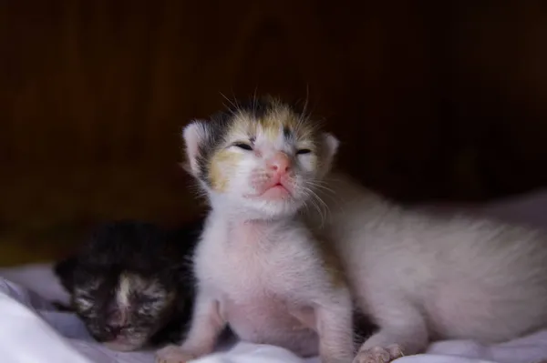 Kitten Kat Schattig Dier Huisdier — Stockfoto