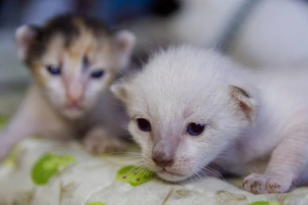 Gatinho Gato Animal Bonito Pet — Fotografia de Stock