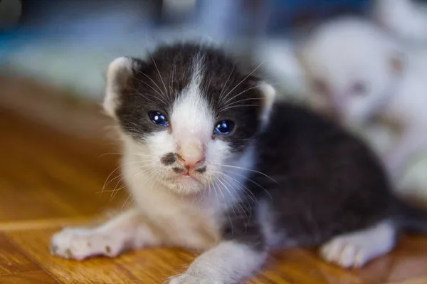 Kätzchen Katze Süße Tier Haustier — Stockfoto