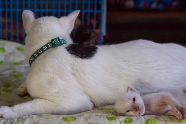 Kätzchen Katze Süße Tier Haustier — Stockfoto