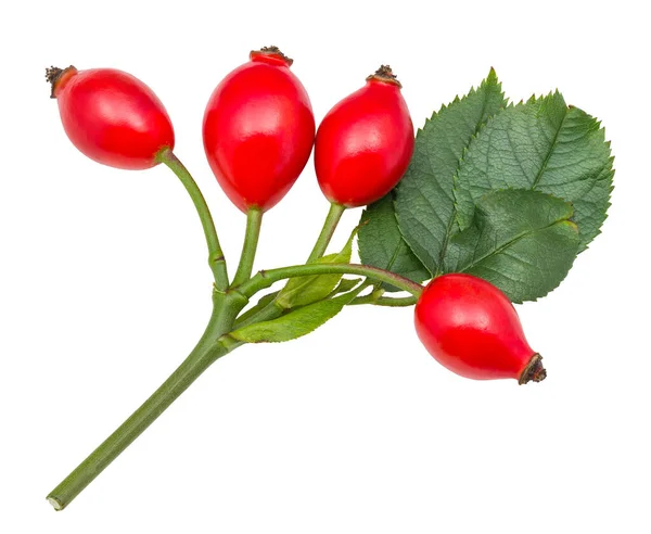 Red Rose Hips Green Leaves Briar Stem Isolated White Background — Stock Photo, Image