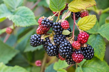 Yeşil yapraklı siyah ve kırmızı olgun böğürtlenler. Rubus fruticosus. Böğürtlen böğürtlen dalıyla bir demet lezzetli yaz meyvesi. Sağlıklı sulu orman meyvesi. Doğal tıp..