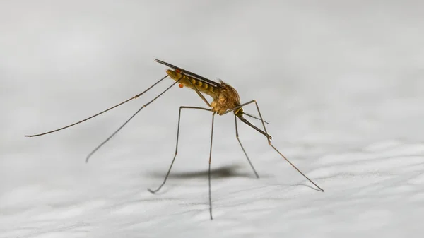 Closeup of common house mosquito profile on a white background. Culex pipiens. Dangerous stinging insect with small red secretion droplets. Carrier of mosquito-borne diseases as malaria or encephalitis.