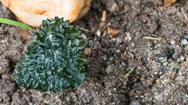 Närbild Sällsynta Gröna Moldavite Ädelsten Lerig Jord Mineralprospektering Naturen Vacker — Stockfoto