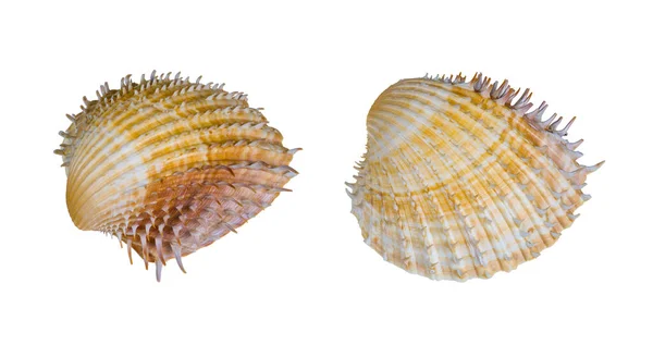 Piccoli Cockles Vongole Acqua Salata Isolati Uno Sfondo Bianco Acanthocardia — Foto Stock