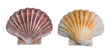 Beyaz arka planda izole edilmiş iki deniz tarağı. Pecten maximus veya jacobaeus. Alt ve düz üst kalibreli deniz kabuğu kapakçığı. Yenebilir tuzlu su midyesinden yelpaze şeklinde deniz kabukluları..