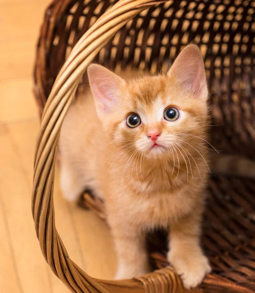 Schattig Timide Gember Tabby Kitten Staan Tuimelde Rieten Mand Huiskat — Stockfoto