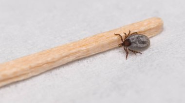 Closeup of small deer tick nymph and wooden toothpick end on a white background. Ixodes ricinus. Dangerous female parasitic mite full of sucked blood in doctor office or laboratory. Tick-borne diseases.