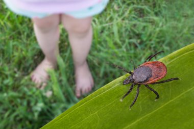 Çıplak çocuk ayakları ve çim parkında geyik kenesi. Ixodes ricinus. Yeni yürümeye başlayan küçük bacakların yaklaşması tehlikeli bir parazitle yeşil çayır üzerinde oynaması. Ensefalit ya da Lyme hastalığı dikkati.