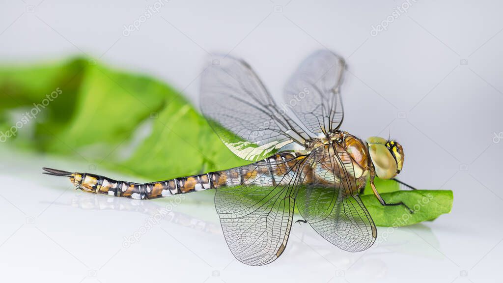 Closeup of female migrant hawker dragonfly profile on green natural leaf. Aeshna mixta. Beautiful brown patterned water insect with spread transparent wings on blurry white background with reflection.