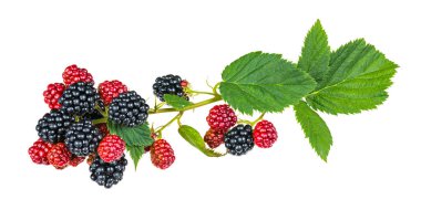 Böğürtlen dalında olgunlaşmış böğürtlenler beyaz arka planda izole edilmiş. Rubus fruticosus. Siyah ve kırmızı orman meyveleri ve taze yeşil yapraklar. Farklı büyüme evresinde sağlıklı yaz meyveleri.