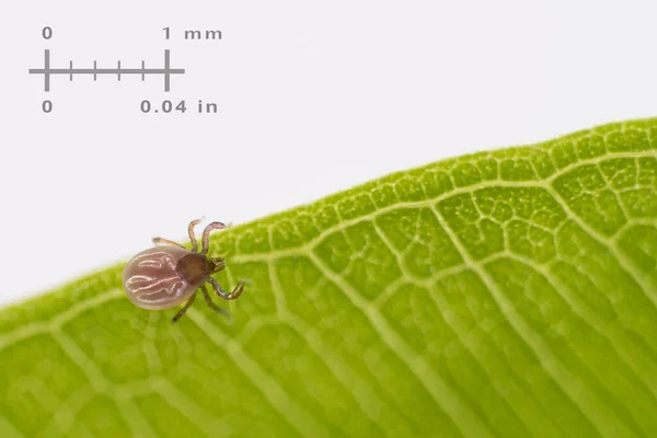 Small Deer Tick Green Leaf Measuring Scale White Background Ixodes — Stockfoto
