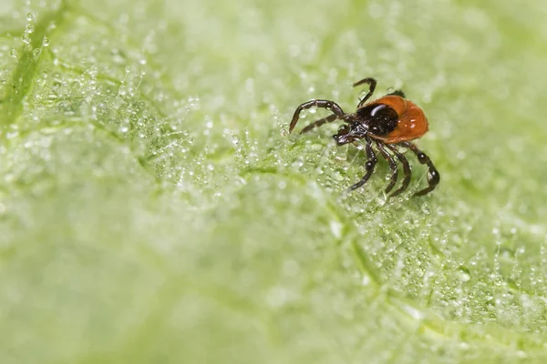 Wet Female Deer Tick Crawling Water Drops Hairy Green Leaf — Zdjęcie stockowe