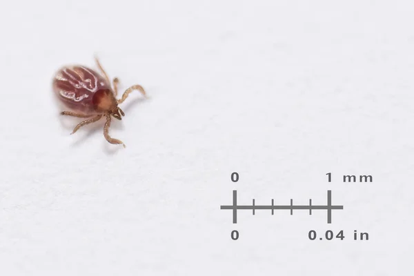 Very Small Deer Tick Measuring Scale White Background Ixodes Ricinus — Foto Stock