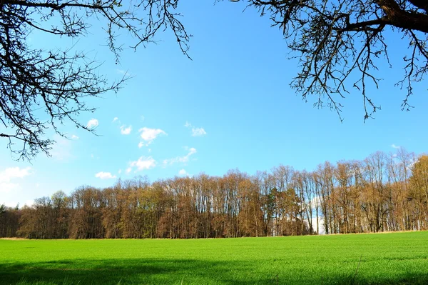 Prato verde e cielo blu — Foto Stock