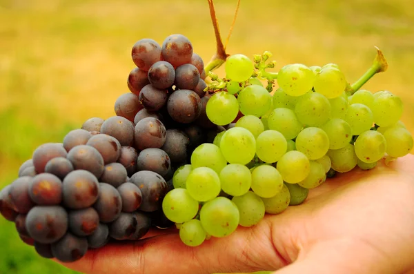 Grapes bunches of red and white varieties — Stock Photo, Image