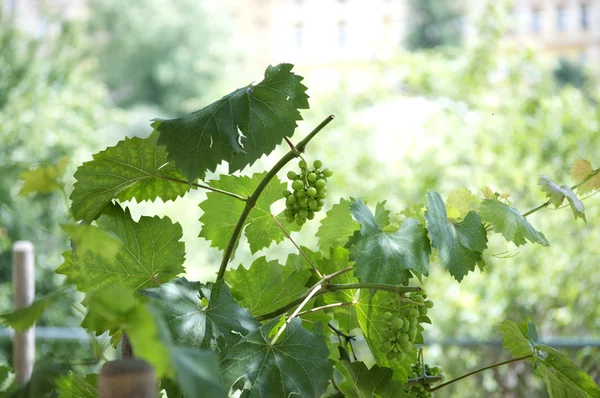 Ramo de uvas blancas con hojas verdes en el viñedo — Foto de Stock