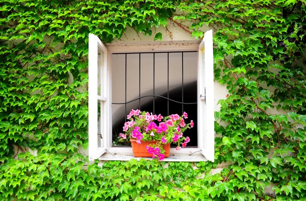 Pretty old window with flowers in the ivy-covered wall — Stock Photo, Image