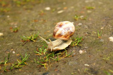 Bir salyangozun yakın çekimi