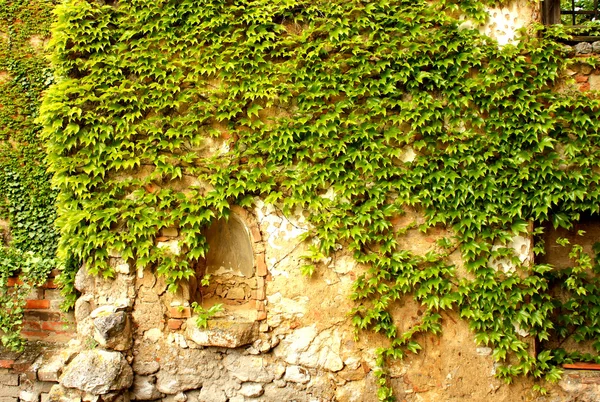 Wall covered with ivy — Stock Photo, Image