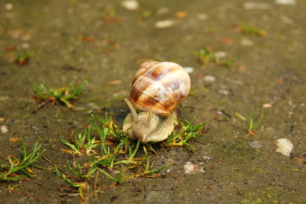 Detailní záběr šneka — Stock fotografie