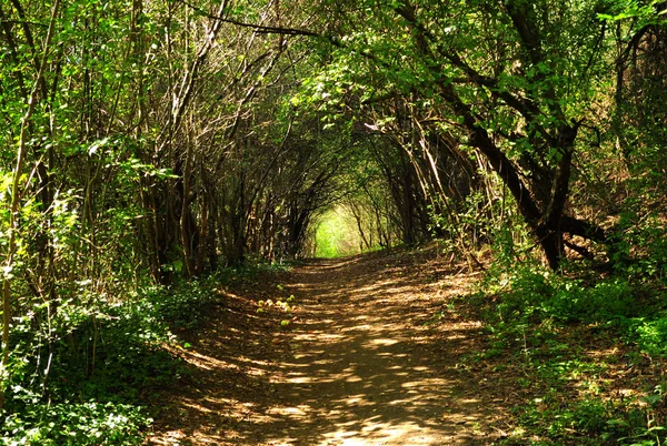 masal güneşli sokak