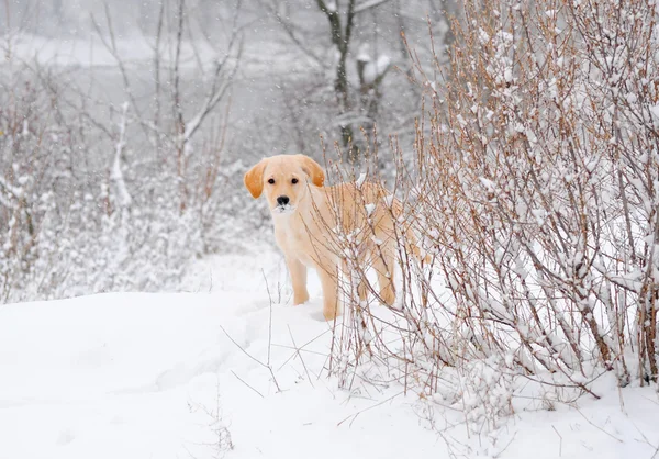 Labrador retriever köpek içinde belgili tanımlık kar
